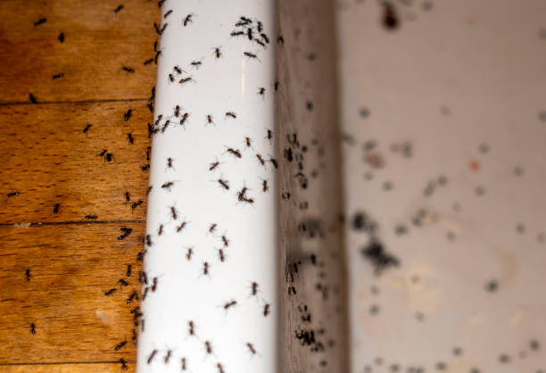 Best Flea Control Services  in Cedar Springs, MI