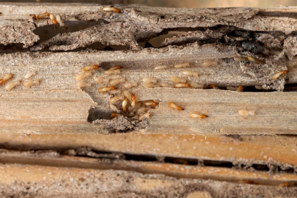 Pest Prevention Services in Cedar Springs, MI