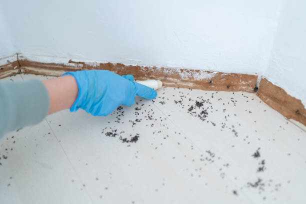 Best Affordable Pest Control Services  in Cedar Springs, MI